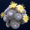 Copiapoa_lauii